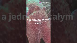 Czy wiedziałeś że ośmiornice mają trzy sercashorts shortsvideo youtubeshorts tiktok reels [upl. by Nepsa901]