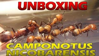 Unboxing dune magnifique fourmis exotique  Camponotus nicobarensis [upl. by Putnem503]