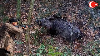 Azılı yaban domuzu avı  Wild boar hunting in Türkiye okaysahin hugluovis wildboarhunt [upl. by Nath]