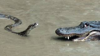 Python vs Alligator 01  Real Fight  Python attacks Alligator [upl. by Rebe]