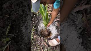 Cómo germinar y plantar coco plantas siembra frutas cosecha [upl. by Josepha]