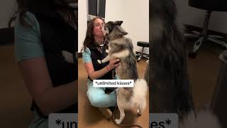 Sapphie the pomsky goes to 6 month cancer check up [upl. by Akierdna]