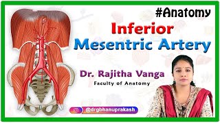 Inferior Mesentric Artery  Origin Course Branches Arterial supply and Clinical aspects [upl. by Tove759]