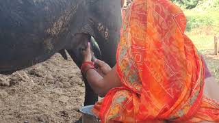 bafailo Milking By Hand Milking Indian bafailo village life in india [upl. by Zullo]