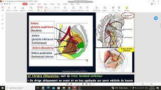 vascularisation du membre inferieur [upl. by Terej]