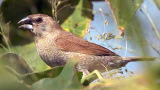 20240114  新海三期人工濕地  斑文鳥Lonchura punctulata 吃草籽 [upl. by Naples]