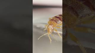 What Does A Bed Bug Look Like  Orkin Canada [upl. by Zilber]