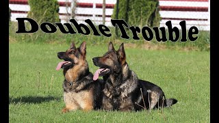 Obedience Trained Adult German Shepherd  Double Action [upl. by Airdnaxila]