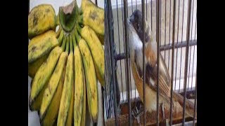 10 Manfaat Pisang Kepok Untuk Burung Cendet Agar Cepat Gacor [upl. by Ennairak]