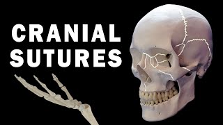 CRANIAL SUTURES ANATOMY [upl. by Calore]