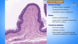 Histology of Urinary bladder  Shotgun Histology [upl. by Ais]