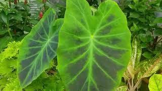 Colocasia esculenta Illustris [upl. by Evadne]