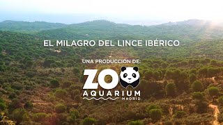 El milagro del lince ibérico [upl. by Adnof]