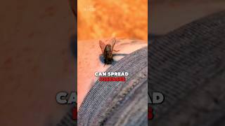 Horse Fly Facts You Need to Know😱 [upl. by Karena72]