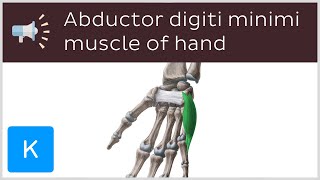 Abductor digiti minimi muscle of hand  Anatomical Terms Pronunciation by Kenhub [upl. by Ymled]