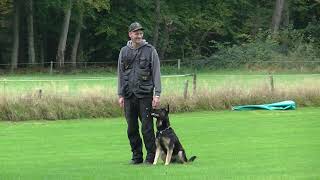 Obedience IGP 1 trail with Daya vom Niederbühler Tor GSD power [upl. by Zetrok]