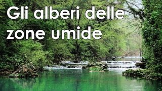 Gli alberi delle zone umide [upl. by Inoy]