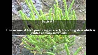 Salicornia bigelovii Top  5 Facts [upl. by Erdnaek]