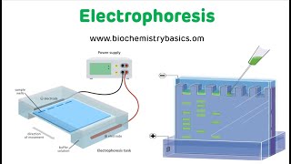 Electrophoresis Technique  Electrophoresis Biochemistry [upl. by Norrie]