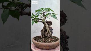 Ficus Rumphii root over rockbonsai bonsaitree [upl. by Arley]