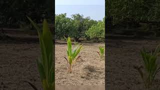 The benefits of plowing the injector in the mango garden  Dunna during dukku in the mango grove [upl. by Attenehs141]