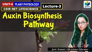 AUXIN BIOSYNTHESIS  PHYTOHORMONE PART3 CSIR NET PLANT BIOLOGY [upl. by Knudson]