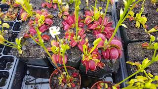 The Ultimate Venus Flytrap Care And Info Guide [upl. by Nels]