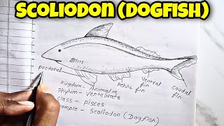 Phylum Vertebrates Class Pisces how to Draw Scoliodon Dogfish Scoliodon labelled Diagram [upl. by Lubbi]