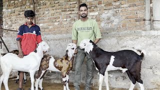 Quality gujri goat ka mela full set goat to lelo fir [upl. by Kcirdef]