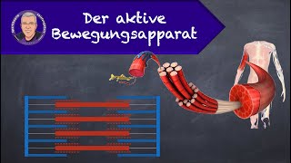 Der aktive Bewegungsapparat [upl. by Daisie]