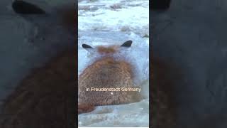 ANIMALS FOUND FROZEN IN ICE frozenanimals shortvideo subscribe [upl. by Chivers]