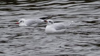 Med Gull at Stubbers Green [upl. by Ponce109]