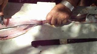 HOW TO CLEAN amp COOK FLORIDAS LADYFISH  SKIPJACK [upl. by Anastassia523]