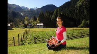 Fragole bio di montagna  Berry Farm  Val di Sole  Trentino [upl. by Ahsiri]