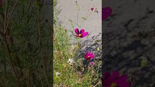 Cosmos flowers garden cottage gardenplants annuals [upl. by Anicnarf]