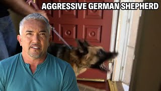 How To Know If A Dog Is Protective Insecure Or Aggressive  Cesar 911 Season 2 Ep 2  Part 1 [upl. by Sosthena]