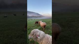 Magical mountain mornings at the farm morningvibes sheep inspiration naturebeauty merino [upl. by Ira]