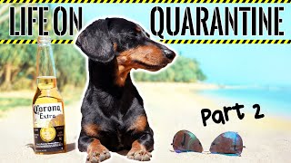 Ep2 Life on QUARANTINE  PART 2 Funny Dogs Staying Home [upl. by Joycelin434]