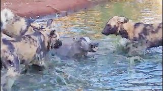 Wild Dogs Disturb a Warthogs Bath [upl. by Ellicul]