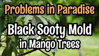 Problems in Paradise Black Sooty Mold in Mango Trees [upl. by Kat304]