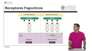 Fagocitosis   UPV [upl. by Semela]