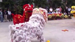 cambodia lion dance [upl. by Henning]