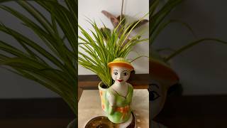 Plant Decoration Idea  Pandanus  Ribbon Plant Repotting shorts ytshorts gardening plants [upl. by Niroht]