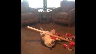 Dog Balances Cups on Stomach [upl. by Aw]