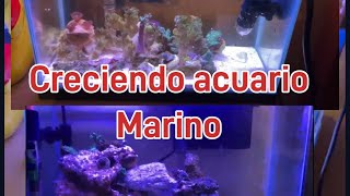 Acuario marino 5 litros upgrade a……Litros Daniel [upl. by Arita60]