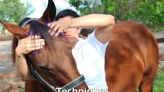 Equine Craniosacral Therapy Course Overview [upl. by Aivekal]