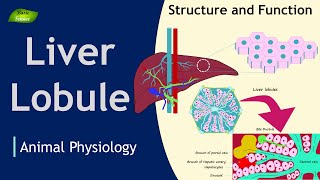 Liver Lobule  Structure  Function  Animation  Animal Physiology  Basic Science Series [upl. by Ynavoj840]