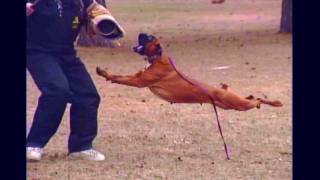 Schutzhund Boxer Police K9 Working Boxer DogDeutscher Boxer [upl. by Erialb]