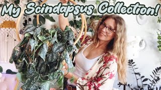 My Scindapsus Collection  Silver Hero Silver Lady Silver Splash houseplants and more [upl. by Aimac]