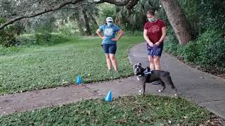 Fiona K9 Nose Work Class Sawgrass Lake Park October 15th 2020 Search 1 [upl. by Irrol]